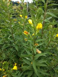 Image result for Nachtkerze