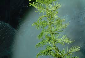 Attēlu rezultāti vaicājumam “Thuidium recognitum”