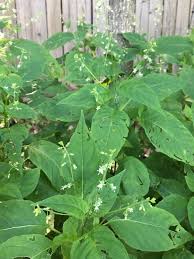 Attēlu rezultāti vaicājumam “Circaea lutetiana bud”