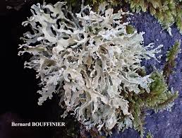 Attēlu rezultāti vaicājumam “Ramalina pollinaria”