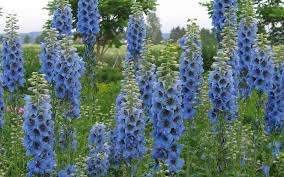 Image result for Rittersporn