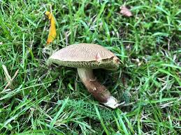 Attēlu rezultāti vaicājumam “Xerocomus chrysenteron”