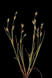 Attēlu rezultāti vaicājumam “Juncus bufonius”