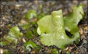 Attēlu rezultāti vaicājumam “Dermatocarpon luridum”