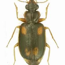 Attēlu rezultāti vaicājumam “Carabidae”