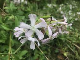 Attēlu rezultāti vaicājumam “Saponaria officinalis flower”