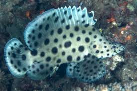 Image result for Epinephelus striatus