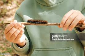 Attēlu rezultāti vaicājumam “Arctia caja larva”