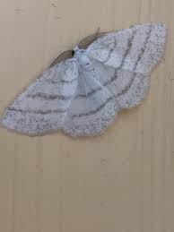 Attēlu rezultāti vaicājumam “Cabera pusaria male”