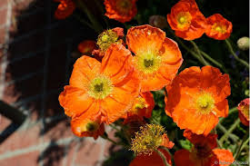 Image result for Papaver nudicaule