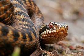 Attēlu rezultāti vaicājumam “Vipera berus adult”