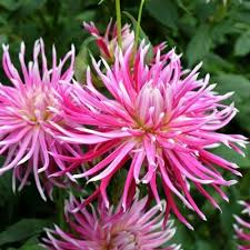 Image result for Dahlia `Snowflake`