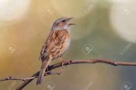 Attēlu rezultāti vaicājumam “Prunella modularis”