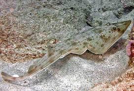 Image result for Pseudobatos lentiginosus