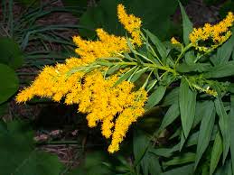 Attēlu rezultāti vaicājumam “Solidago canadensis flower”