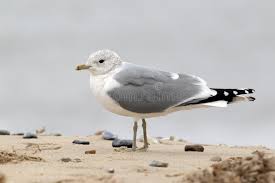 Attēlu rezultāti vaicājumam “Larus canus”