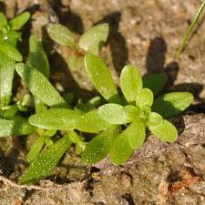 Attēlu rezultāti vaicājumam “Callitrichaceae”