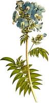 Image result for Polemonium coeruleum