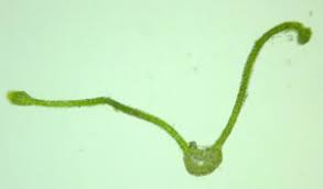 Attēlu rezultāti vaicājumam “Cinclidotus danubicus cells”