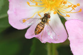 Attēlu rezultāti vaicājumam “Syrphus sp. imago”