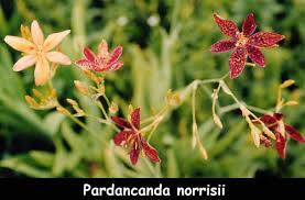 Image result for Pardancanda norrisii