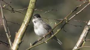Attēlu rezultāti vaicājumam “Sylvia atricapilla male”