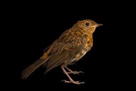 Attēlu rezultāti vaicājumam “Erithacus rubecula”