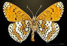 Attēlu rezultāti vaicājumam “Melitaea cinxia underside”
