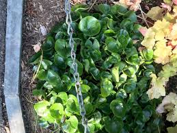 Attēlu rezultāti vaicājumam “Asarum europaeum leaf”