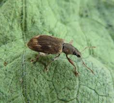 Attēlu rezultāti vaicājumam “Polydrusus tereticollis”