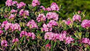 Attēlu rezultāti vaicājumam “rhododendron”