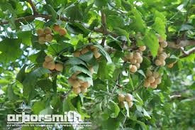 Attēlu rezultāti vaicājumam “Ginkgo biloba fruit”