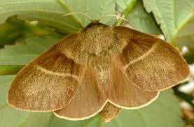 Attēlu rezultāti vaicājumam “Macrothylacia rubi”