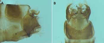 Attēlu rezultāti vaicājumam “Potamophylax”