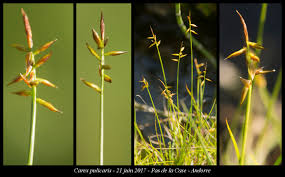 Attēlu rezultāti vaicājumam “Carex pulicaris”