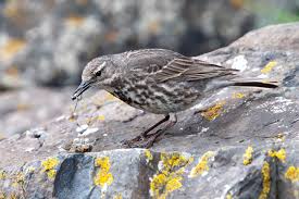 Attēlu rezultāti vaicājumam “Anthus petrosus adult”