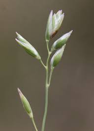 Attēlu rezultāti vaicājumam “Danthonia decumbens bud”