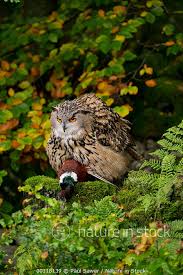 Attēlu rezultāti vaicājumam “Bubo bubo adult”