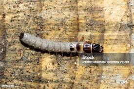 Attēlu rezultāti vaicājumam “Lygistopterus sanguineus larva”