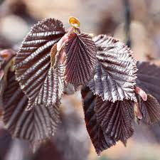 Attēlu rezultāti vaicājumam “Corylus avellana leaf”