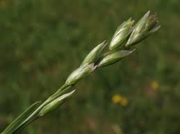 Attēlu rezultāti vaicājumam “Danthonia decumbens bud”