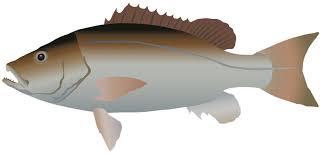 Image result for Lutjanus griseus