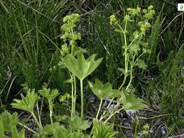 Attēlu rezultāti vaicājumam “Alchemilla subcrenata”
