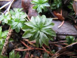 Attēlu rezultāti vaicājumam “Rhodobryum roseum”