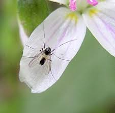 Attēlu rezultāti vaicājumam “Cricotopus”