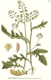 Attēlu rezultāti vaicājumam “Rorippa palustris leaf”