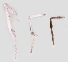 Attēlu rezultāti vaicājumam “Yponomeuta malinellus / cagnagella imago”