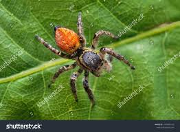 Attēlu rezultāti vaicājumam “Xanthogramma sp.”