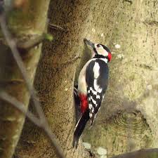 Image result for Hull Ypi