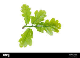 Attēlu rezultāti vaicājumam “Quercus robur leaf”